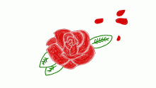 Rose Doodle