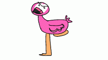 Self conscious flamingo