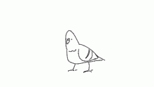 hey guys pigeon here
