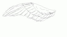 an idea of how Star's wings are