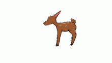 Deer