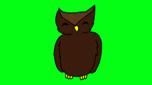 day 17-owl