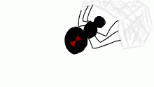 Black widow spider