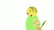 cute budgie