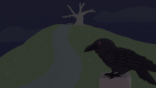 Crow Bird