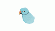 african ringneck parrot