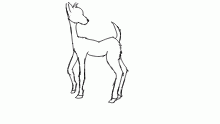 deer are apparently hard to draw