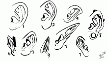 ears are weird (doodles)