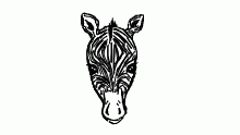 this is a zebra