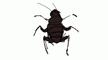 cucaracha lore